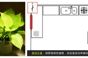 巧放植物來開運 春節(jié)家居綠意添